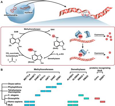 DNA N6-Methyladenine Modification in Eukaryotic Genome